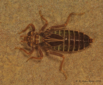 Stenogomphurus consanguis, nymph